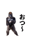 動く！横揺れゴリラ（個別スタンプ：5）
