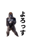 動く！横揺れゴリラ（個別スタンプ：10）