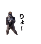 動く！横揺れゴリラ（個別スタンプ：13）