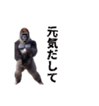 動く！横揺れゴリラ（個別スタンプ：18）
