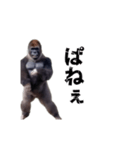 動く！横揺れゴリラ（個別スタンプ：20）