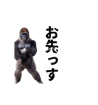 動く！横揺れゴリラ（個別スタンプ：23）