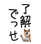 老眼でも見える【関西弁】柴犬 2（個別スタンプ：1）
