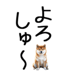 老眼でも見える【関西弁】柴犬 2（個別スタンプ：2）