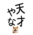 老眼でも見える【関西弁】柴犬 2（個別スタンプ：3）