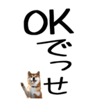 老眼でも見える【関西弁】柴犬 2（個別スタンプ：4）