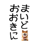 老眼でも見える【関西弁】柴犬 2（個別スタンプ：5）
