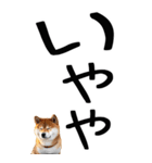 老眼でも見える【関西弁】柴犬 2（個別スタンプ：7）