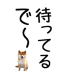 老眼でも見える【関西弁】柴犬 2（個別スタンプ：10）