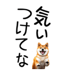老眼でも見える【関西弁】柴犬 2（個別スタンプ：11）