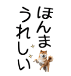 老眼でも見える【関西弁】柴犬 2（個別スタンプ：13）