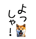 老眼でも見える【関西弁】柴犬 2（個別スタンプ：14）