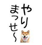 老眼でも見える【関西弁】柴犬 2（個別スタンプ：15）