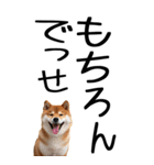 老眼でも見える【関西弁】柴犬 2（個別スタンプ：16）