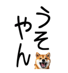 老眼でも見える【関西弁】柴犬 2（個別スタンプ：17）