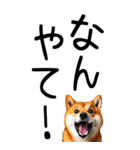 老眼でも見える【関西弁】柴犬 2（個別スタンプ：18）