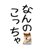 老眼でも見える【関西弁】柴犬 2（個別スタンプ：19）
