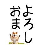 老眼でも見える【関西弁】柴犬 2（個別スタンプ：22）