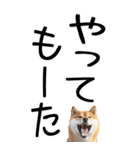 老眼でも見える【関西弁】柴犬 2（個別スタンプ：25）