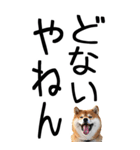 老眼でも見える【関西弁】柴犬 2（個別スタンプ：29）
