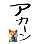 老眼でも見える【関西弁】柴犬 2（個別スタンプ：31）