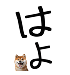 老眼でも見える【関西弁】柴犬 2（個別スタンプ：34）