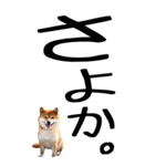 老眼でも見える【関西弁】柴犬 2（個別スタンプ：35）