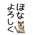 老眼でも見える【関西弁】柴犬 2（個別スタンプ：39）