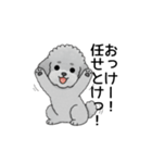 テンション高めのトイプードル（個別スタンプ：4）