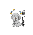テンション高めのトイプードル（個別スタンプ：13）
