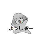 テンション高めのトイプードル（個別スタンプ：14）