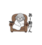 テンション高めのトイプードル（個別スタンプ：20）