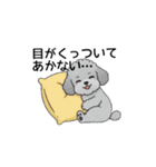 テンション高めのトイプードル（個別スタンプ：22）