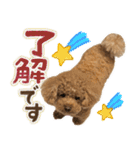 リア恋トイプーの使える言葉（個別スタンプ：2）