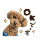 リア恋トイプーの使える言葉（個別スタンプ：4）