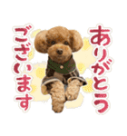 リア恋トイプーの使える言葉（個別スタンプ：5）