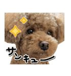 リア恋トイプーの使える言葉（個別スタンプ：6）