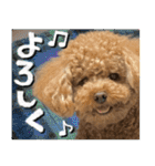 リア恋トイプーの使える言葉（個別スタンプ：7）