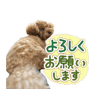 リア恋トイプーの使える言葉（個別スタンプ：8）