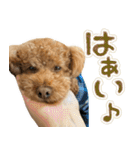 リア恋トイプーの使える言葉（個別スタンプ：9）