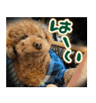 リア恋トイプーの使える言葉（個別スタンプ：10）