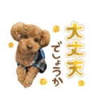 リア恋トイプーの使える言葉（個別スタンプ：12）