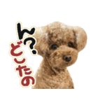 リア恋トイプーの使える言葉（個別スタンプ：13）