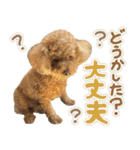 リア恋トイプーの使える言葉（個別スタンプ：14）
