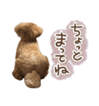 リア恋トイプーの使える言葉（個別スタンプ：15）