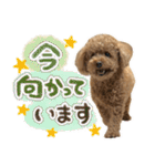 リア恋トイプーの使える言葉（個別スタンプ：16）