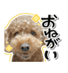 リア恋トイプーの使える言葉（個別スタンプ：18）