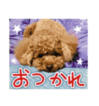 リア恋トイプーの使える言葉（個別スタンプ：20）