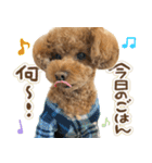 リア恋トイプーの使える言葉（個別スタンプ：21）