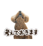 リア恋トイプーの使える言葉（個別スタンプ：22）